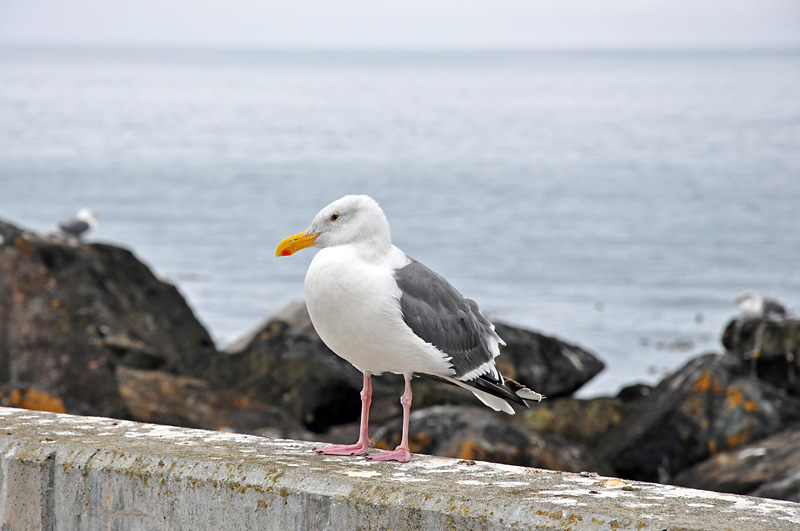 Beachcomber