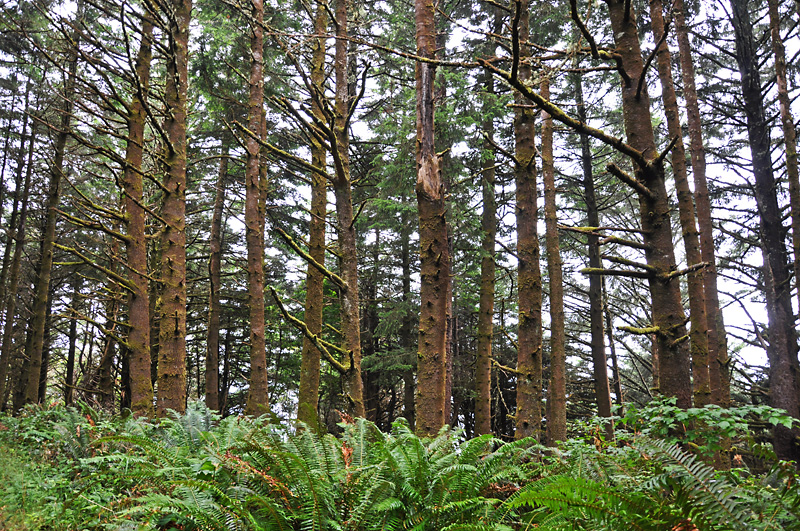 Coastal forest