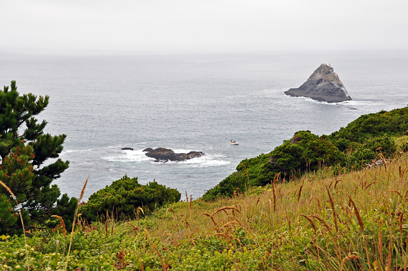 Coastal grasses