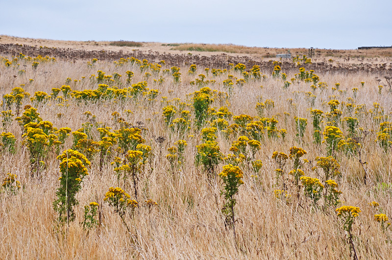 Fields of gold