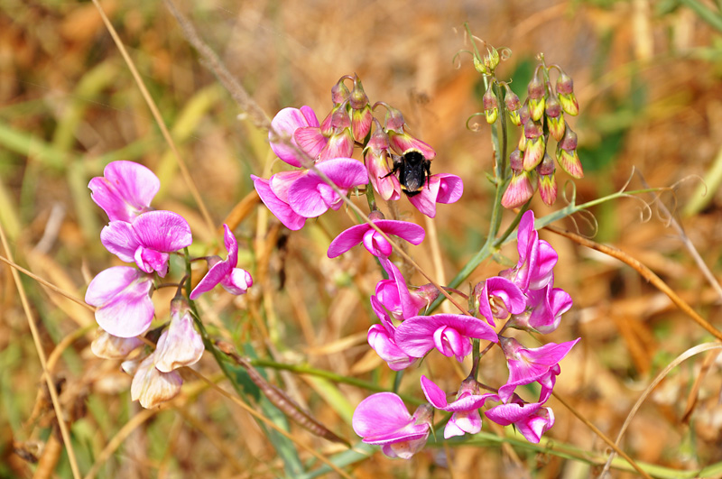 Flowers on the beach