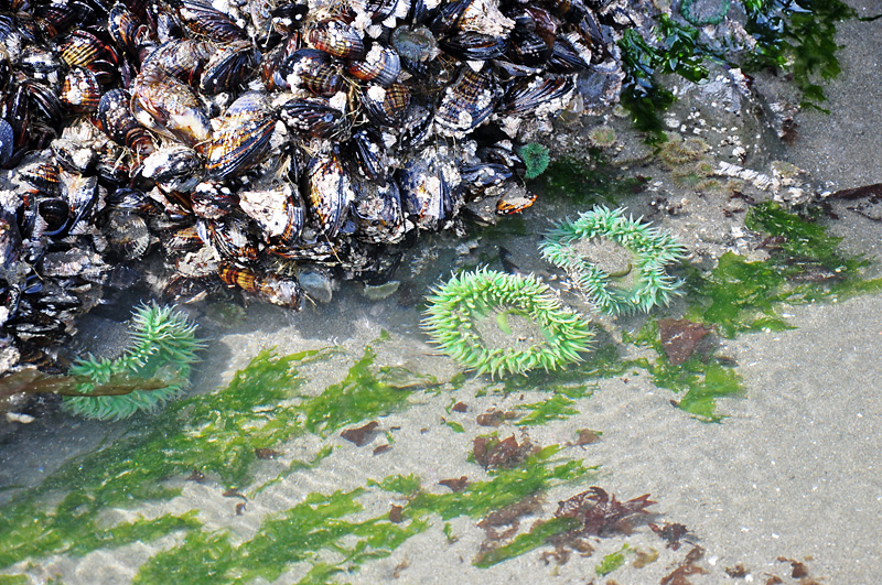 Green anemones