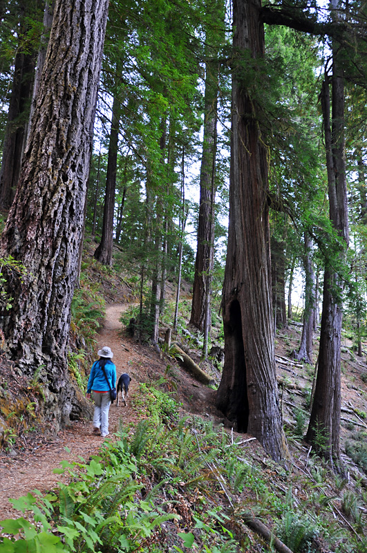 Hiking among giants