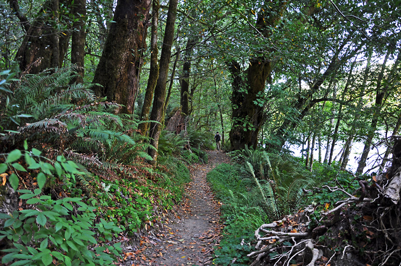 Hiking through the dense forest