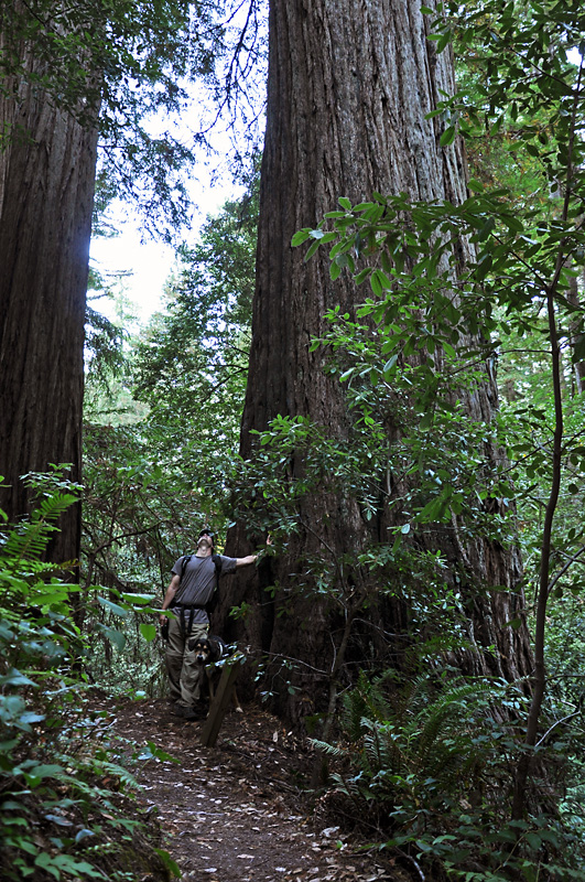 Looking up at the redwoods