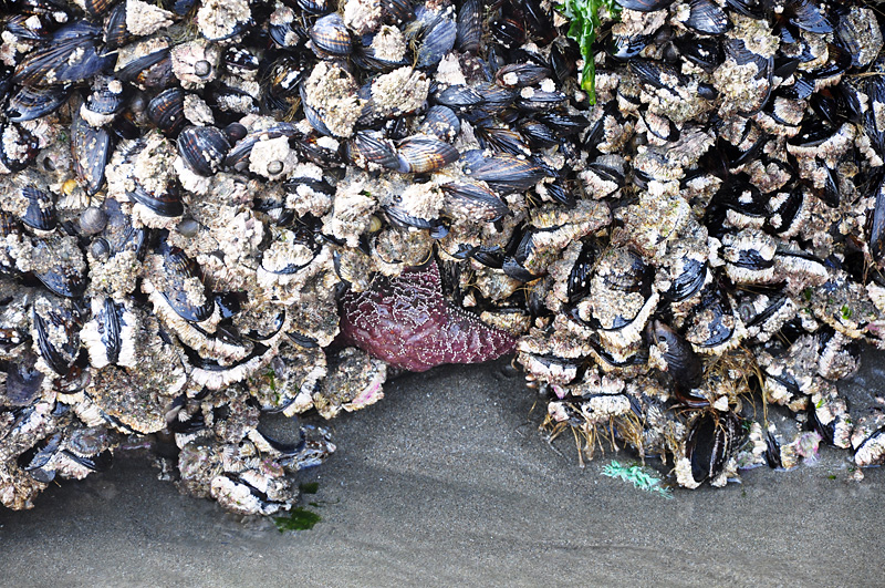 Starfish and shellfish