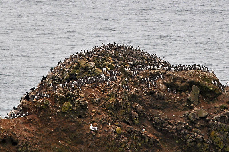 Birds on a seastack.jpg