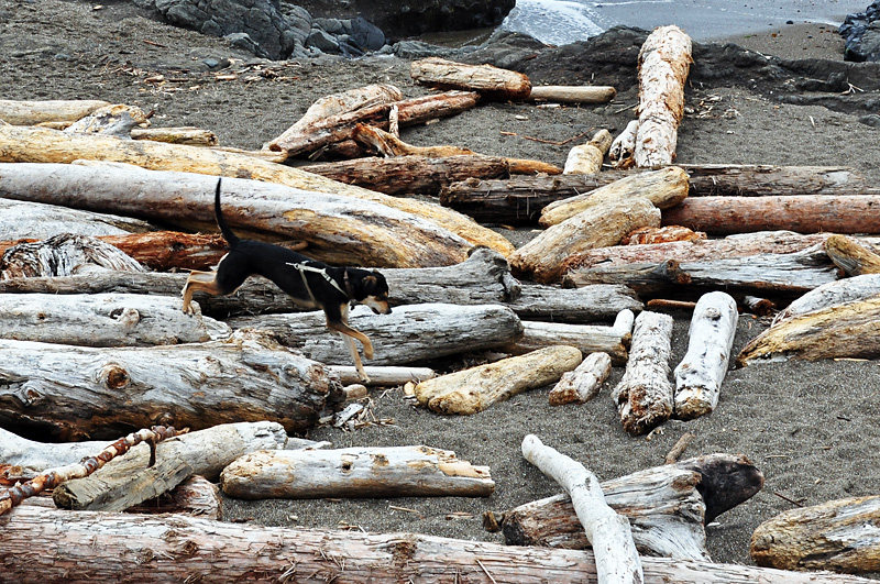 Mulder having fun on the beach.jpg