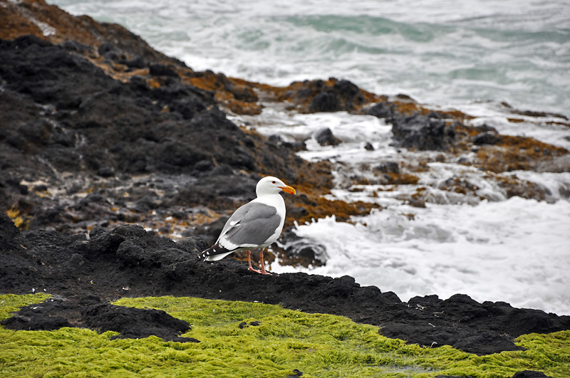 Seagull.jpg