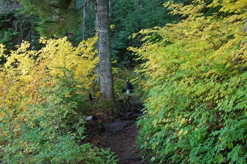 Charlotte hiking through the greenery.jpg