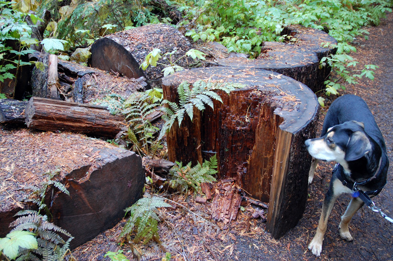 Mulder checking out some very old trees.jpg