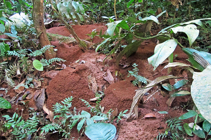 A giant ant mound.jpg