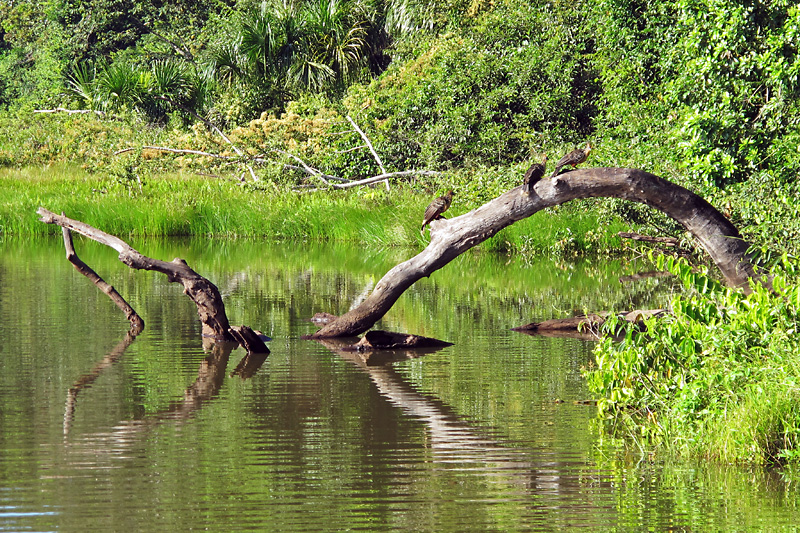 A group of hoatzin birds.jpg