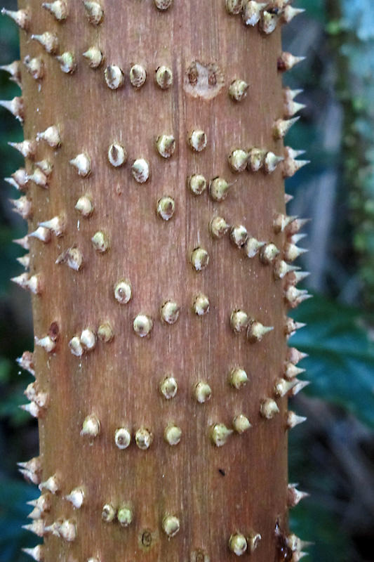 A very sharp tree trunk.jpg