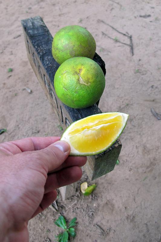 Amazon orange, not quite as good as Florida oranges.jpg