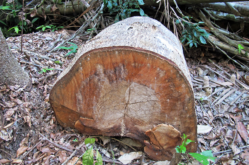 Another downed tree.jpg