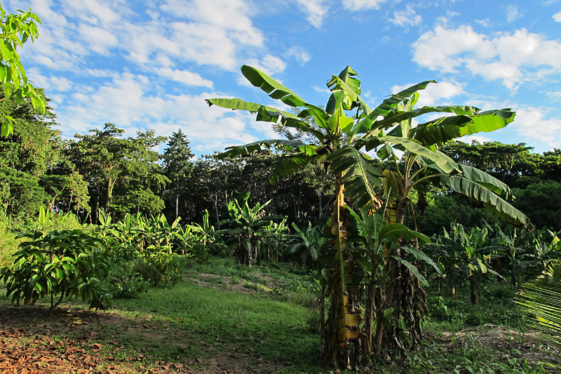 Bananna trees.jpg