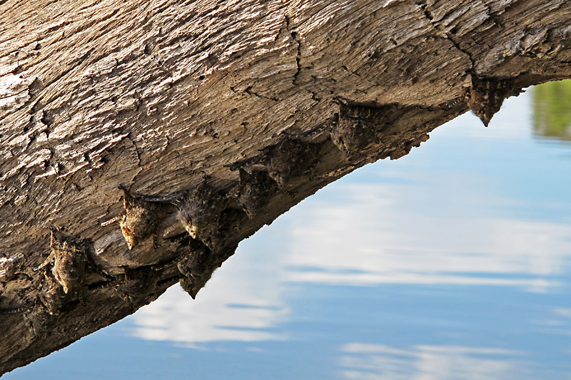 Brilliantly disguised bats under a fallen tree.jpg