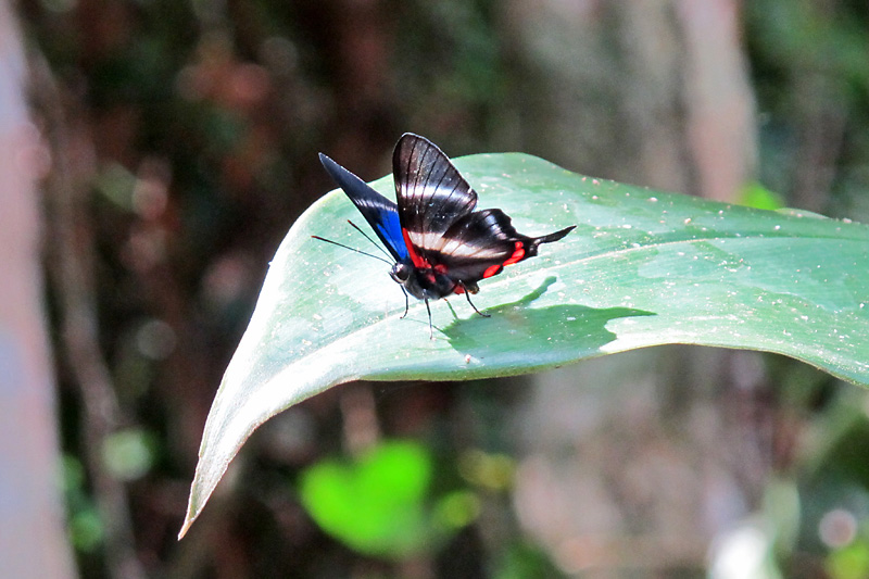 Butterflies everywhere, this was just one of many varieties we saw.jpg