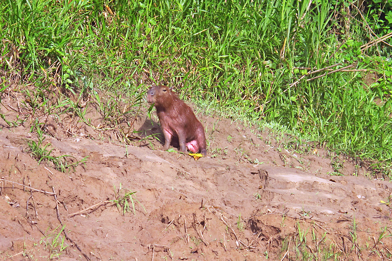 Capybara can get up to 140 pounds.jpg