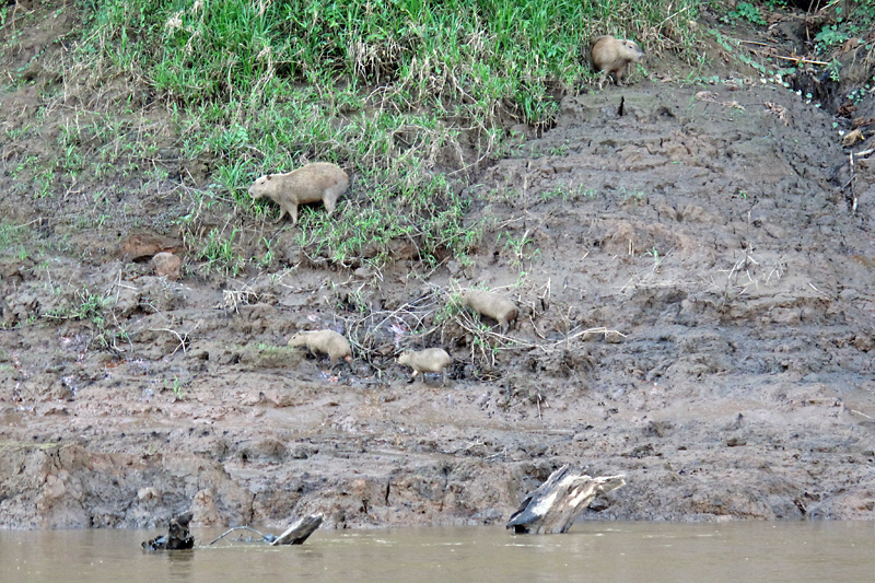 Capybara family.jpg