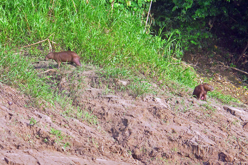 Capybara, the largest rodent in the world.jpg