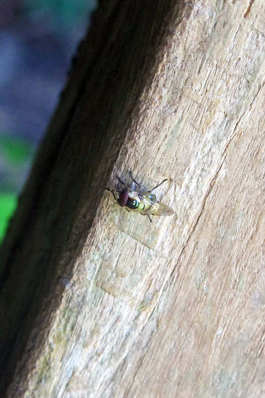 Close up of bees that were swarming around us.jpg