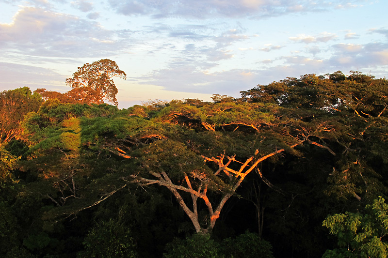 First light shining on the trees.jpg