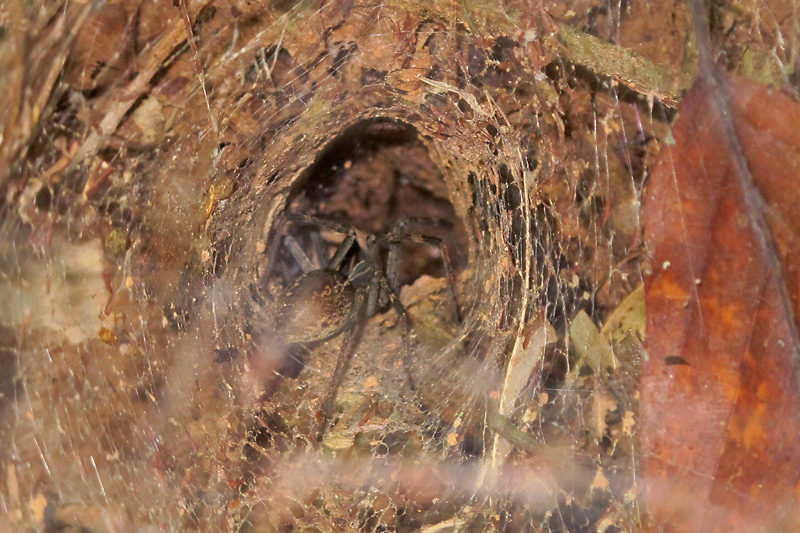 Funnel spider.jpg