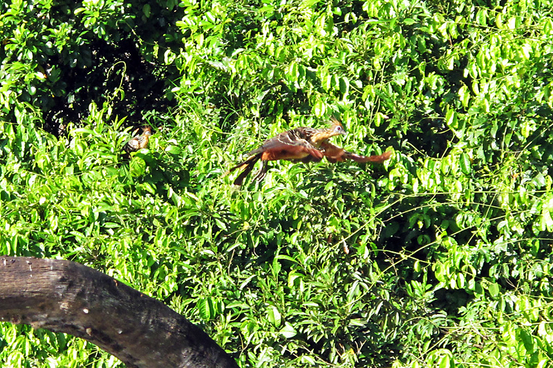 Hoatzin bird in flight.jpg