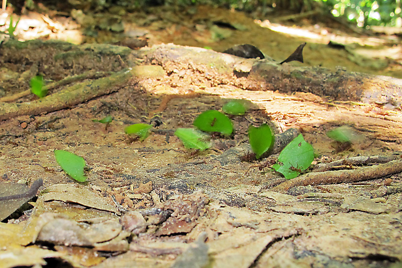 Leaf Cutter ants hard at work.jpg