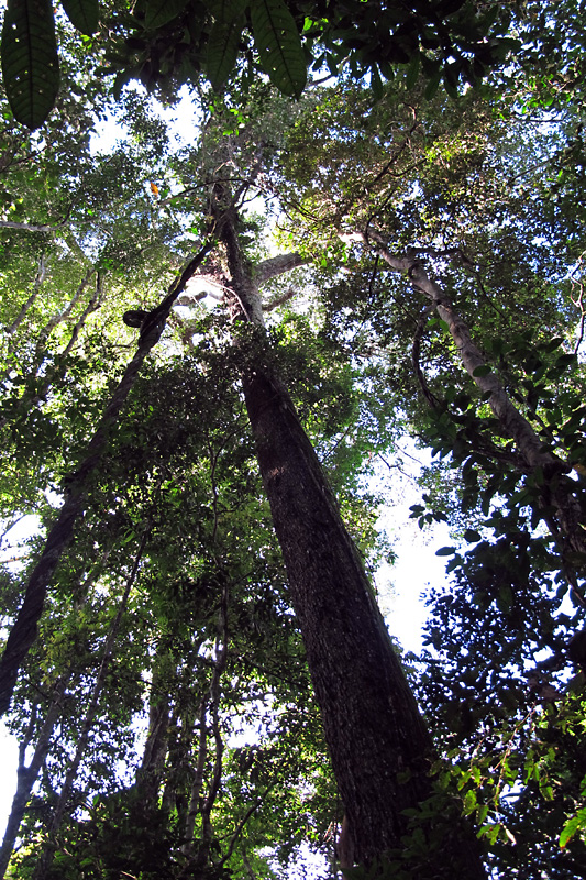 Looking up at a Brazil nut tree.jpg