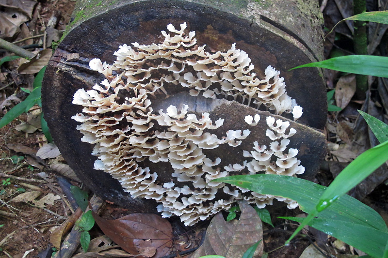 More Fungus.jpg