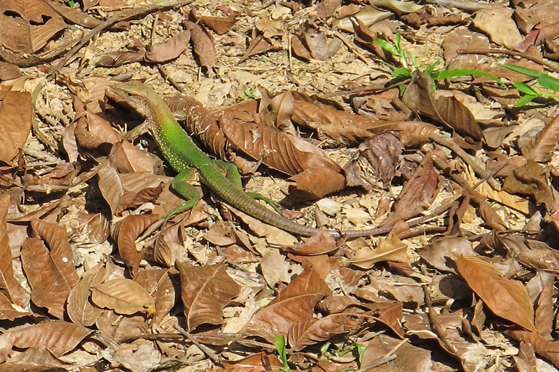 One of the lizards hanging around the lodge, they were 1-2 feet long.jpg