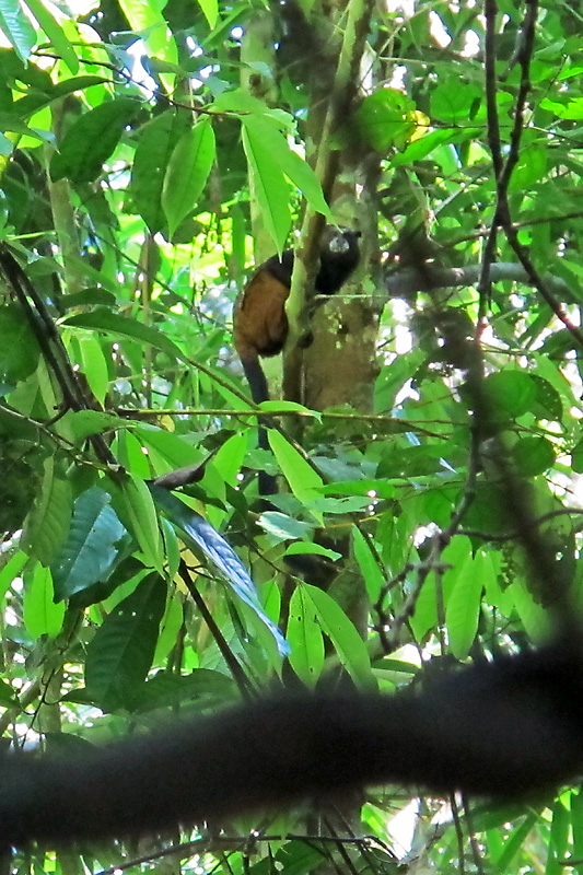 One of the many local monkeys we saw.jpg