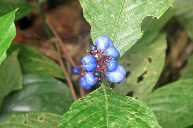 Poisonous Amazon blueberries.jpg