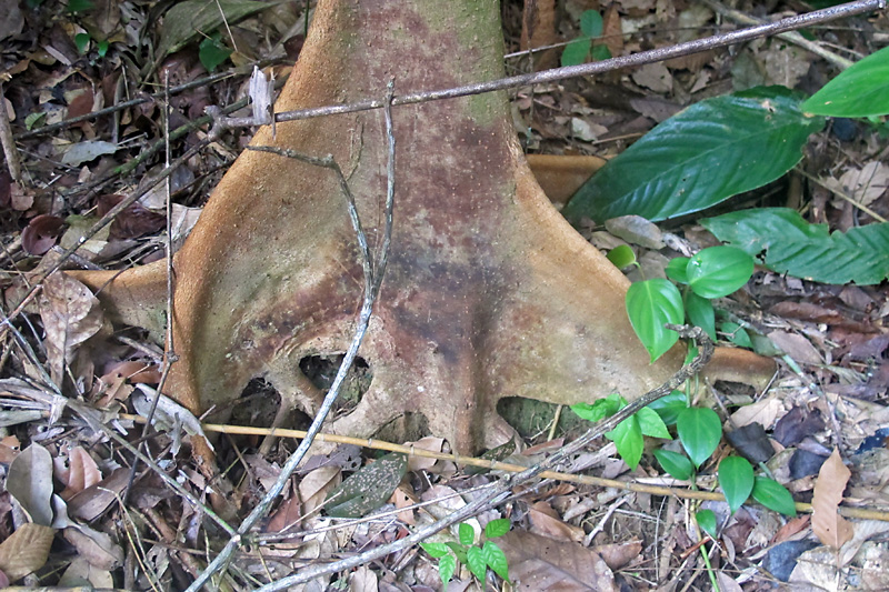 Roots in the Amazon are very shallow.jpg