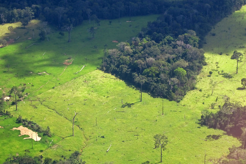 Signs of clear cutting in the Amazon.jpg