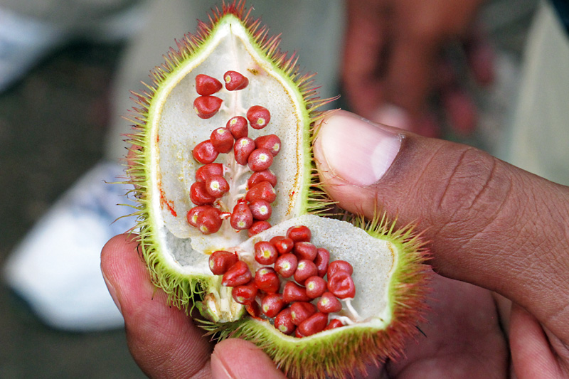 Some kind of amazon fruit.jpg