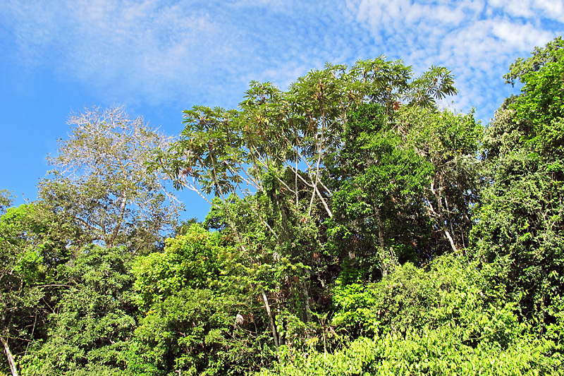 The green treetops.jpg