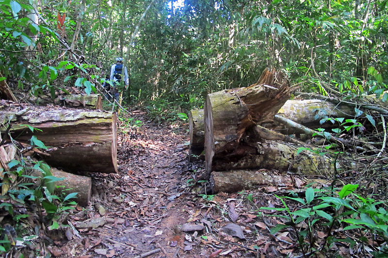 The jungle trail.jpg