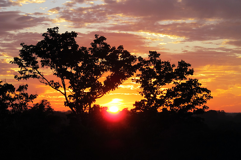 The sun peeking through the trees.jpg