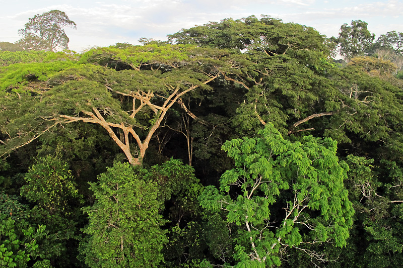 The trees after the sun is up.jpg