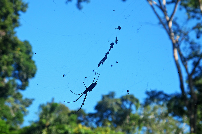 This big spider reminded me of the ones in Florida that hang around in the trees waiting to drop in on you.jpg