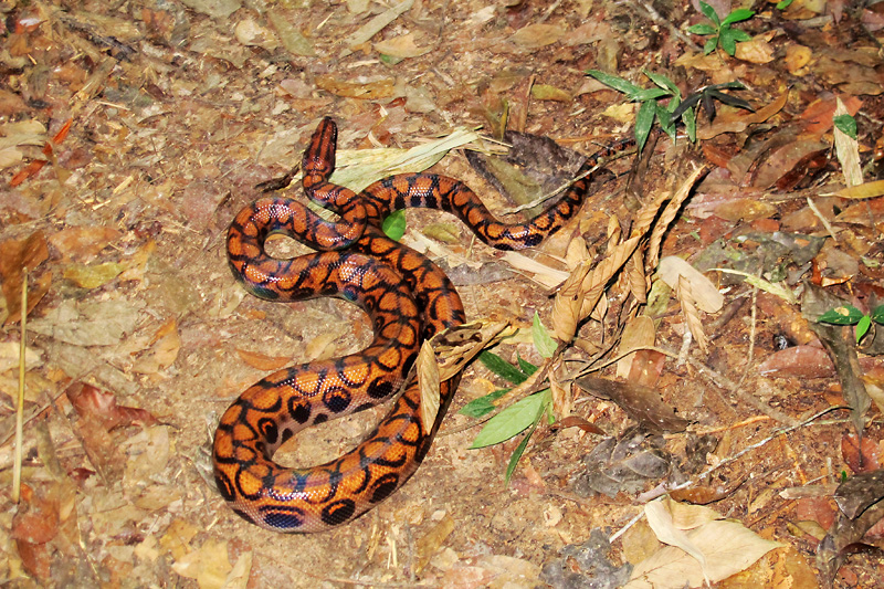 This wild rainbow boa is a very pretty snake.jpg