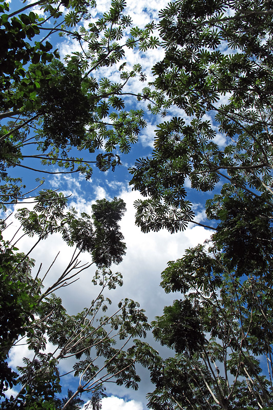 Tree tops at the lodge.jpg