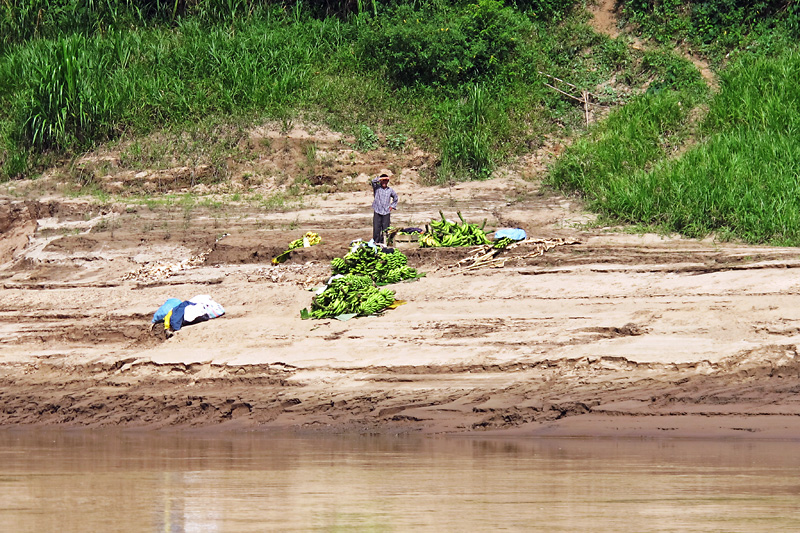 Waiting on the bananna boat.jpg