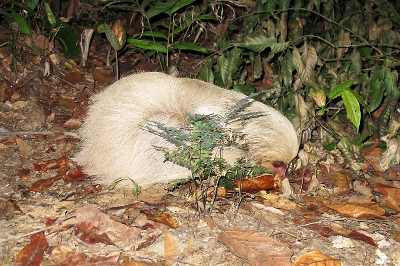 We got very lucky and saw a sloth on the ground.jpg