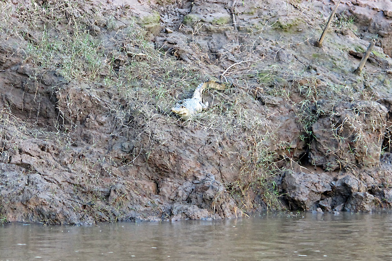 White caiman on the banks of the Tambopata River.jpg