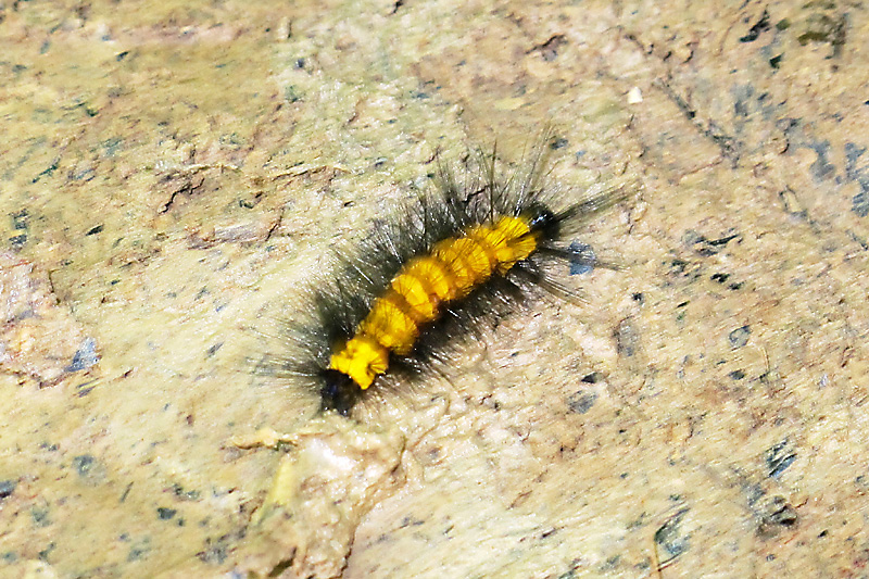 Yellow catepiller.jpg